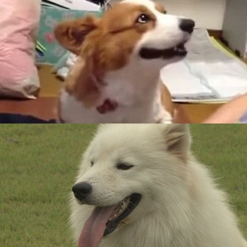 ▲(사진=방송캡처/한국애견협회)