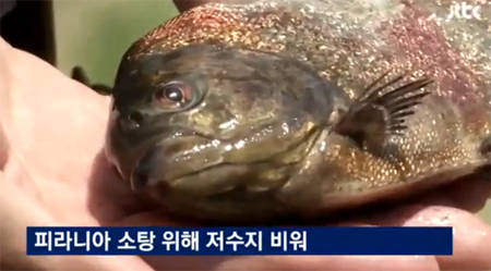 강원도 피라니아 소탕작전