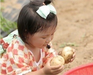 비타민 C의 보고 감자, 구입 요령 및 보관법은 '이것'