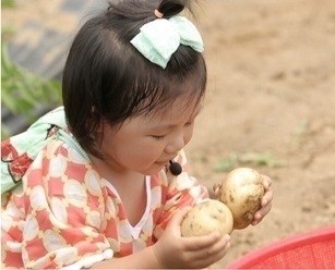 비타민 C의 보고 감자, 구입 요령 및 보관법은 '이것'