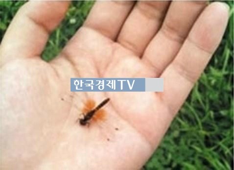 매미 울음 소리의 비밀, ‘1.5cm밖에 안되는 초소형 잠자리’