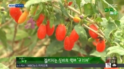 구기자의 효능, 다량 복용시 주의할 점은