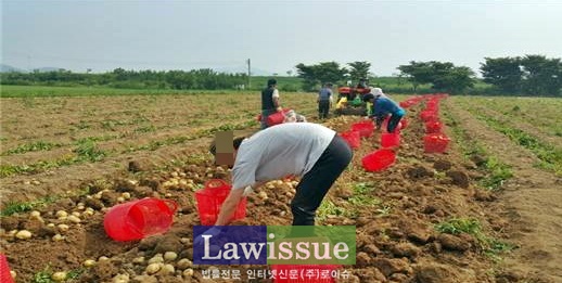 사회봉사대상자들이 감자수확 일손돕기에 나서고 있다.