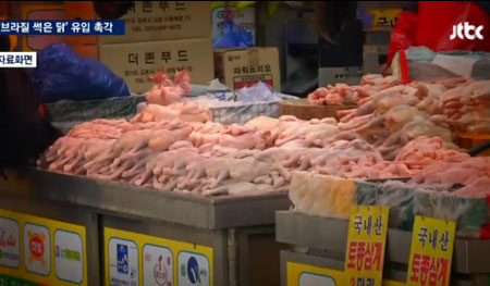 브라질 닭 파동...닭고기 잘 고르려면?....윤기 돌고 털구멍 울퉁불퉁