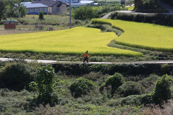 합천군 해인사 소리길 (사진 = 합천군청)