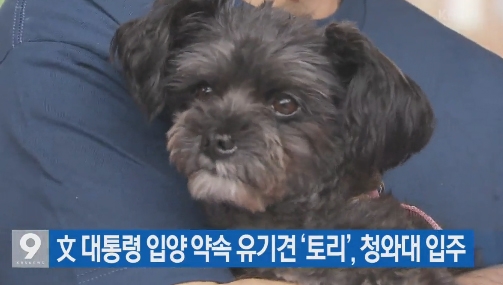 유기견 토리, 입양문화 선봉에 설까?...22%는 안락사되는 현실