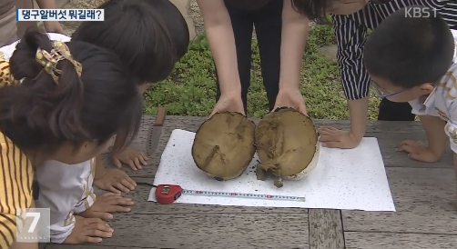 어마어마 한 크기...세계적 희귀종 댕구알버섯, 어린 것은 냄새가 심해