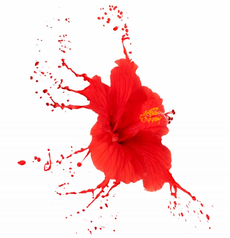 다이어트 종결자 히비스커스, 알고 구입해야 후회 없다?