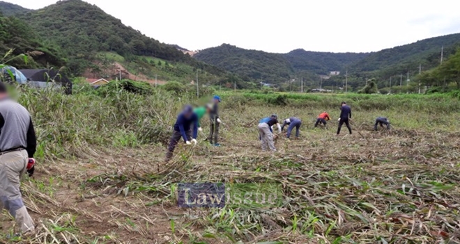 사회봉사대상자들이 농촌일손돕기를 하고 있다.