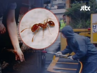 붉은 독개미, 사람 목숨 가져 갈 정도로 '강력'....이를 어찌할꼬