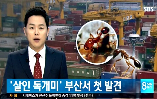 외래 붉은불개미 소식에 '시끌시끌'...어쩌다가 이런 일이