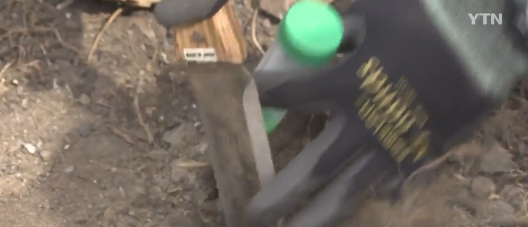 당최 너는 어디서 나타났니...'외래 붉은불개미', 여전히 오리무중