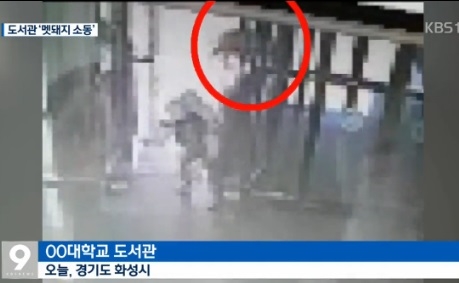 대학 도서관에 멧돼지 출몰, 쏜살같이 달려가는 모습 보니 '공포 그 자체'