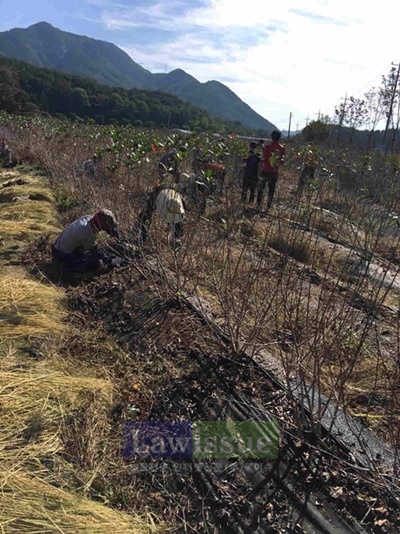 사회봉사대상자들이 다문화가정 일손돕기를 하고 있다.