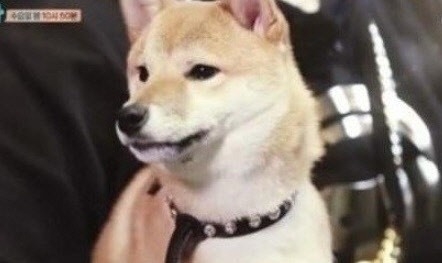 '습격' 시바견, 어쩌다가 이런 일이...이를 어찌할꼬