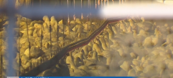 고병원성 AI 확진, 겨울 찾아오자 또 다시 밀려오는 공포감...긴장하는 당국