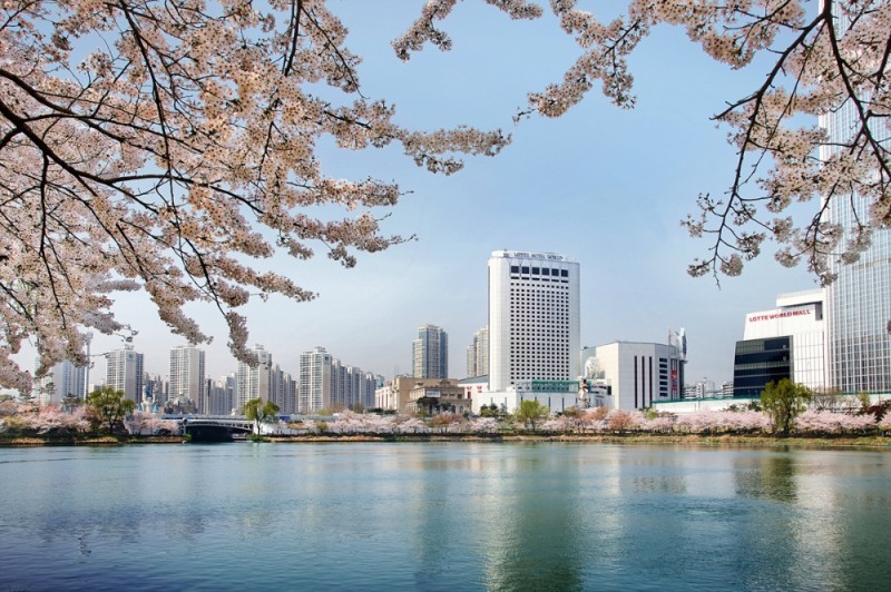 롯데호텔월드 벚꽃전경.(사진=호텔롯데)