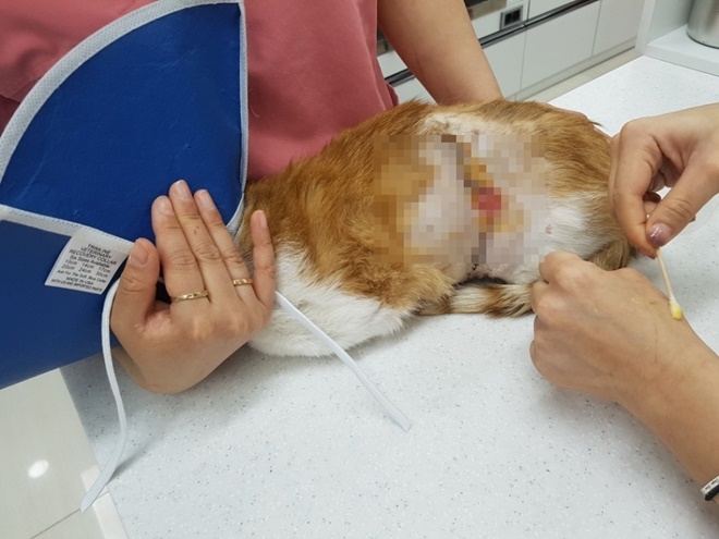 길고양이가 동물병원에서 치료를 받고 있다.(사진제공=부산지방경찰청)