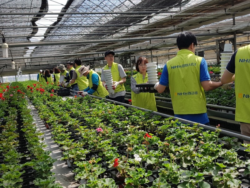 농협금융지주 임직원, 휴일 반납하고 농촌 일손돕기 나서