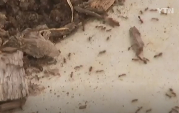 평택항서 붉은불개미 발견, 소리소문 없이 찾아온 불청객....또 등장