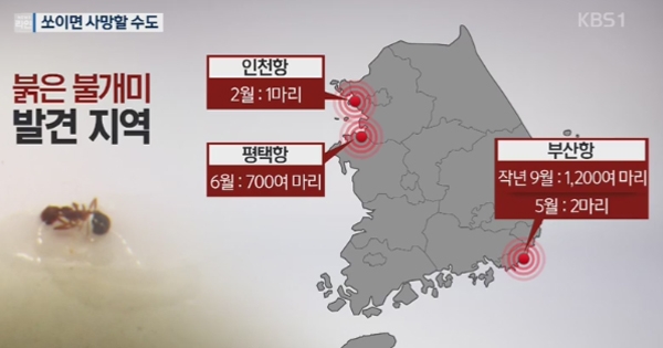 '붉은 불개미', 엄습하는 두려움...올여름 때아닌 불청객과의 전쟁