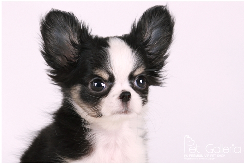 펫갤러리아, 건강한 애견분양 위해 다양한 사후서비스 진행