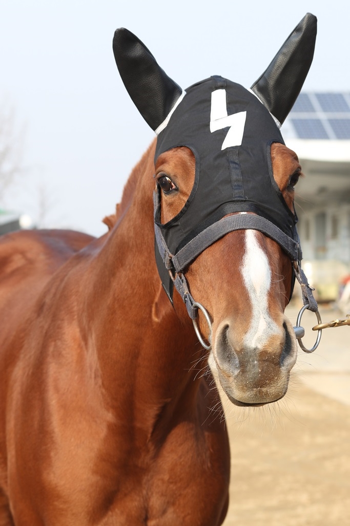 경주마 강성대국