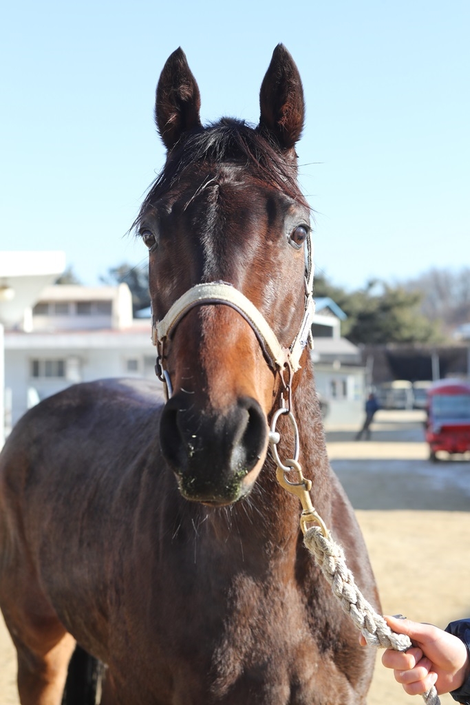 경주마 젠테너리