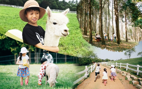 국내여행 가볼만한곳으로 '상상양떼목장 편백숲' 남해여행 코스 추천지 '눈길'