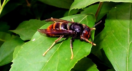 땡벌. (사진=온라인커뮤니티)