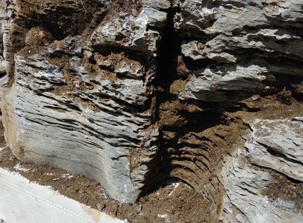 대구서 붉은불개미 발견, 당최 거기서 왜 나와...소리소문 없이 엄습한 작은 생명체