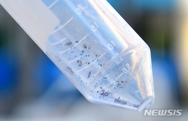 붉은불개미, 급작스런 등장에 늘어난 불안감...어쩌다가 이런 일이