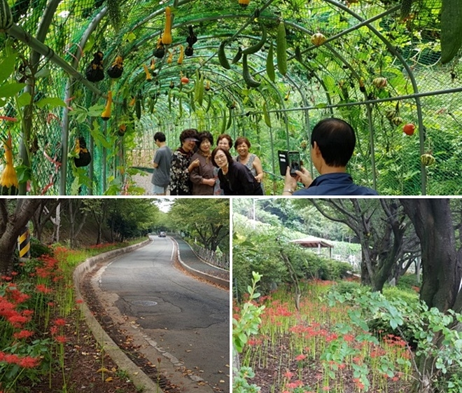 상사화물결로 넘쳐나는 장승포해안로. (사진제공=거젯시)