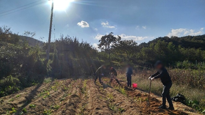 사회봉사대상자들이 고구마 수확을 돕고 있다.(사진제공=구미준법지원센터)
