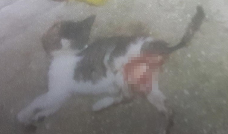 길고양이 사체.(사진제공=부산지방경찰청)