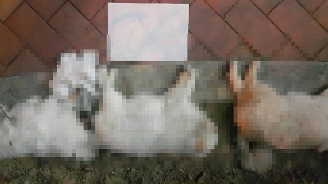 도로상에 포메라니안 강아지 3마리가 떨어져 숨져있다.(사진제공=부산지방경찰청)