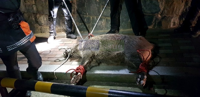 생포된 멧돼지.(사진제공=부산지방경찰청)