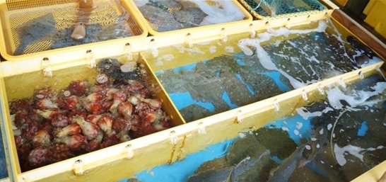 속초 외옹치항 맛집, 싱싱한 활어 회 전문 ‘백승호횟집’