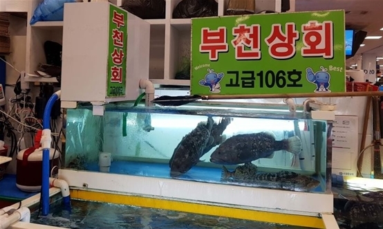 노량진 수산시장 맛집, 겨울 별미 방어부터 고급 활어 회까지 ‘부천상회’