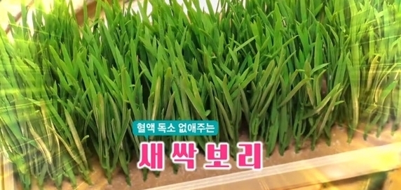 새싹보리