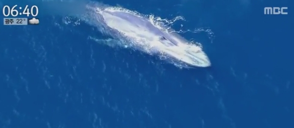 세상에서 가장 큰 고래가 관심이 크다 / 엠비씨 보도화면