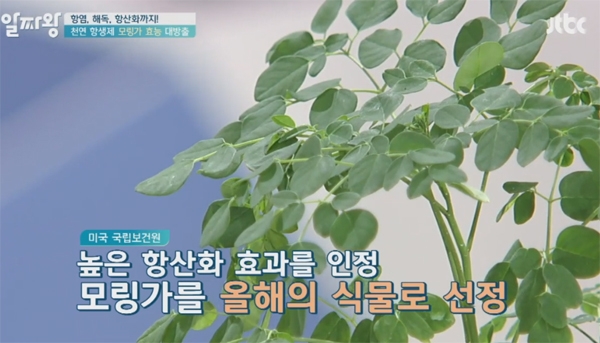 ‘모링가’에 대한 관심이 큰 하루다 / 제이티비씨