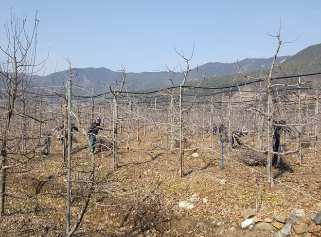 사회봉사명령 대상자들이 사과나무 가지정리 등 농촌일손돕기 사회봉사 활동을 실시하고 있다.(사진제공=밀양준법지원센터)