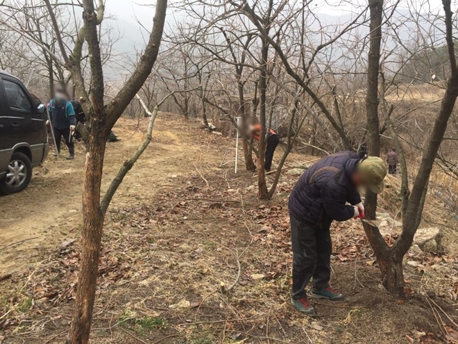 감나무 재배 농가에서 사회봉사활동을 하고 있다.(사진제공=거창준법지원센터)