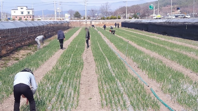 사회봉사대상자들이 마늘밭에서 일손돕기를 하고 있다.(사진제공=대구준법지원센터)