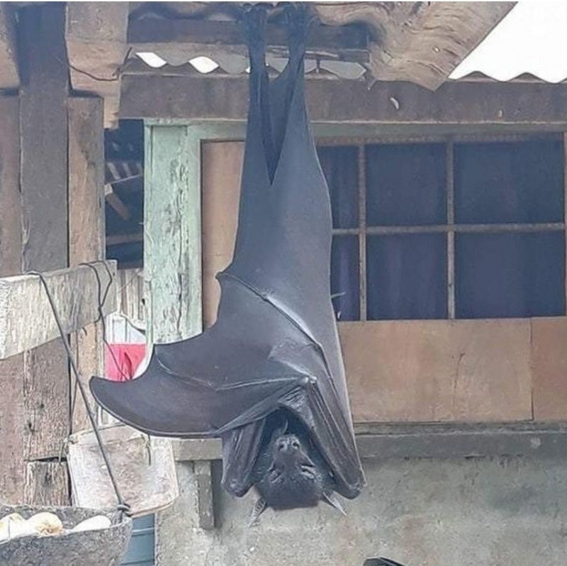 야단법썩...황금볏과일박쥐가 준 얼떨떨한 공포감