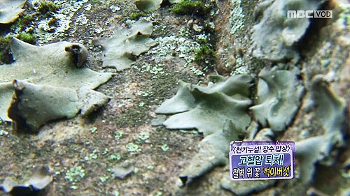 손질법과 요리방법을 알아보자...값비싼 석이버섯