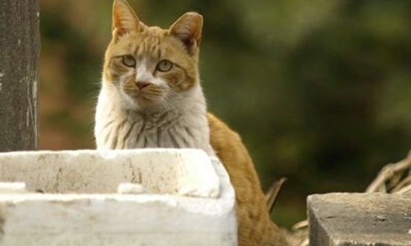 고양이 헤어볼에 대한 궁금증이 커지고 있는 하루다 / 출처 NEWSIS