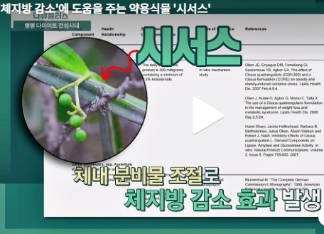 식욕땡기는 주말아침 꼭 필요...시서스, 먹으면 날씬해진다