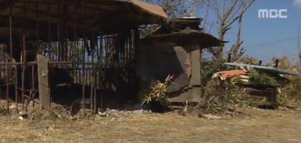 ‘도사견’으로 인해 목숨을 잃는 일이 발생했다 / 출처 엠비씨화면 사진은 기사내용과 무관